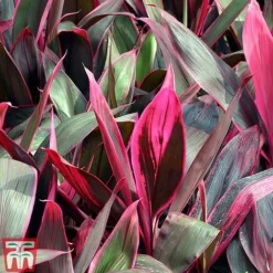 Cordyline 'Tango' -Plants Sales Store CORD TKA2884 B