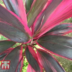 Cordyline 'Tango' -Plants Sales Store CORD TKA2884 E