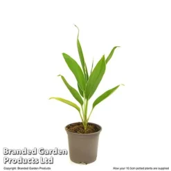 Cordyline 'Conga' (House Plant) -Plants Sales Store CORD CONGA10CM T52109