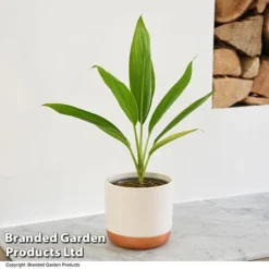 Cordyline 'Conga' (House Plant) -Plants Sales Store CORD CONGA T52110