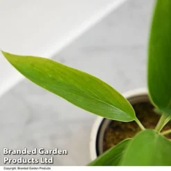 Cordyline 'Conga' (House Plant) -Plants Sales Store CORD CONGA T52112