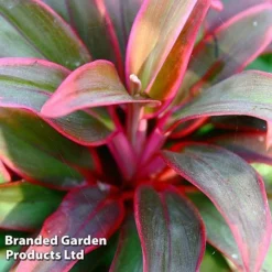 Cordyline 'Rumba' (House Plant) 10 Cordyline 'Rumba' (House Plant) -Plants Sales Store CORD RUMBA L06646