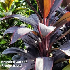 Cordyline 'Rumba' (House Plant) 11 Cordyline 'Rumba' (House Plant) -Plants Sales Store CORD RUMBA L06647
