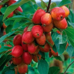 Crab Apple 'John Downie'