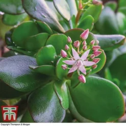 Crassula Ovata -Plants Sales Store CRAS KB2121 D