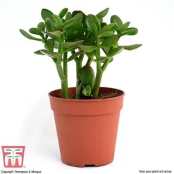 Crassula Ovata -Plants Sales Store CRAS KB2121 H
