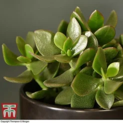 Crassula Ovata 'Hulk' -Plants Sales Store CRAS KB3774 C