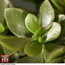 Crassula Ovata 'Hulk' -Plants Sales Store CRAS KB3774 D