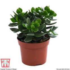 Crassula Ovata 'Hulk' -Plants Sales Store CRAS KB3774 E