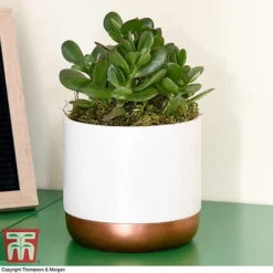 Crassula Ovata 'Hulk' -Plants Sales Store CRAS KB3774 F