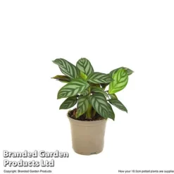 Ctenanthe Oppenheimiana 9 Ctenanthe Oppenheimiana -Plants Sales Store CTEN OPPEN10CM T520981