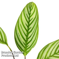 Ctenanthe Oppenheimiana 8 Ctenanthe Oppenheimiana -Plants Sales Store CTEN OPPENHEIM S50432