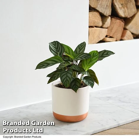 Ctenanthe Oppenheimiana 1 Ctenanthe Oppenheimiana