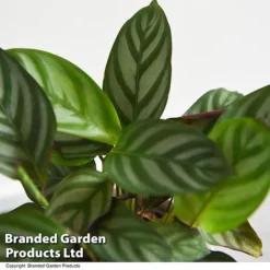 Ctenanthe Oppenheimiana 7 Ctenanthe Oppenheimiana -Plants Sales Store CTEN OPPENHEIM T521021
