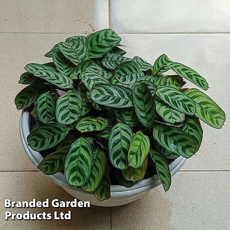 Ctenanthe Oppenheimiana 2 Ctenanthe Oppenheimiana - Image 2