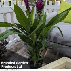 Curcuma 'Skyline' -Plants Sales Store CURC SKYLINE T50572