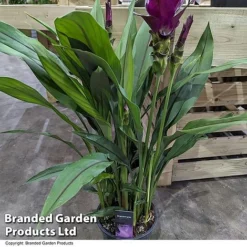 Curcuma 'Skyline' -Plants Sales Store CURC SKYLINE T50574