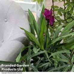 Curcuma 'Skyline' -Plants Sales Store CURC SKYLINE T50577