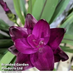 Curcuma 'Skyline' -Plants Sales Store CURC SKYLINE T50579
