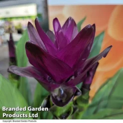 Curcuma 'Skyline' -Plants Sales Store CURC SKYLINE T50580