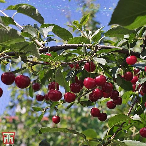 Cherry 'Crown Morello' 1 Cherry 'Crown Morello'