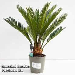 Cycas Revoluta 8 Cycas Revoluta -Plants Sales Store CYCA REVOL12CM T44726