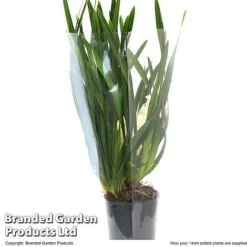 Cymbidium Sarah Jean Gx 'Ice Cascade' -Plants Sales Store CYMB ICECA14CM T48022