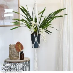 Cymbidium Sarah Jean Gx 'Ice Cascade'