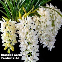 Cymbidium Sarah Jean Gx 'Ice Cascade' -Plants Sales Store CYMB ICECASCAD W45404