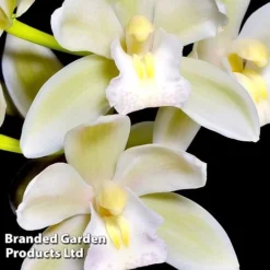Cymbidium Sarah Jean Gx 'Ice Cascade' -Plants Sales Store CYMB ICECASCAD W45405
