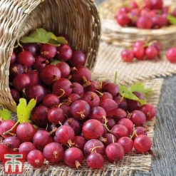 Gooseberry Collection -Plants Sales Store Captivator
