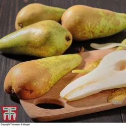 Premium Patio Standard Collection -Plants Sales Store Conference