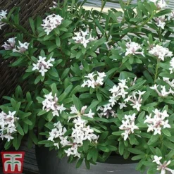 Daphne 'Eternal Fragrance' -Plants Sales Store DAPH P93935 C