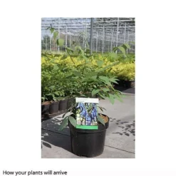 Decaisnea Fargesii -Plants Sales Store DECA T66200 A h