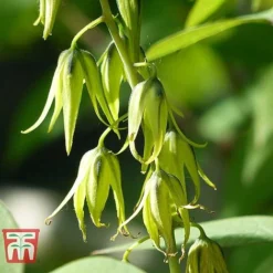 Decaisnea Fargesii -Plants Sales Store DECA T66200 C