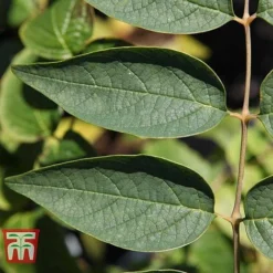 Decaisnea Fargesii -Plants Sales Store DECA T66200 D