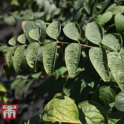 Decaisnea Fargesii -Plants Sales Store DECA T66200 E