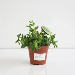 Delosperma Echinatum -Plants Sales Store DELO ECHIN12CM T45110