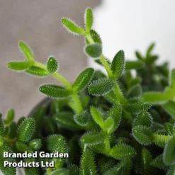 Delosperma Echinatum -Plants Sales Store DELO ECHINATUM T45113D