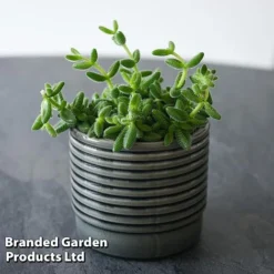 Delosperma Echinatum -Plants Sales Store DELO ECHINATUM T45115B