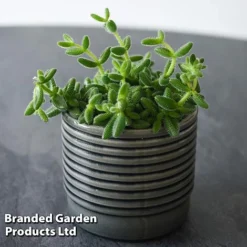 Delosperma Echinatum -Plants Sales Store DELO ECHINATUM T45116A