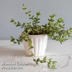 Delosperma Echinatum -Plants Sales Store DELO ECHINATUM WKF1163