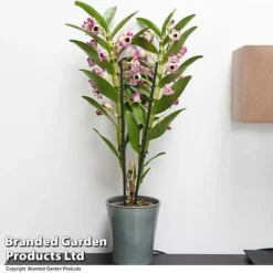 Dendrobium Nobile 'Sunny Eye'