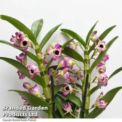 Front Page -Plants Sales Store DEND SUNNYEYE T49612