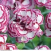 Dianthus 'Gran's Favourite'