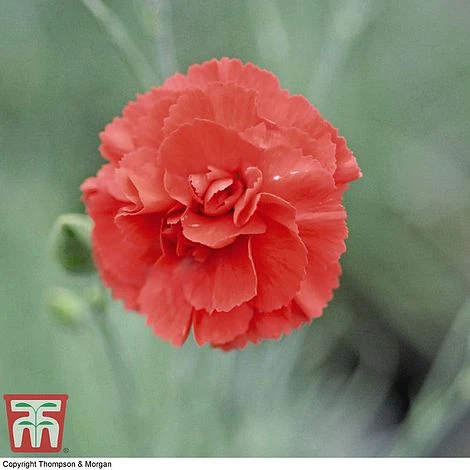 Dianthus 'Diane'