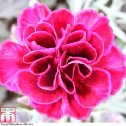 Dianthus 'Odessa Red' -Plants Sales Store DIAN T80274 A