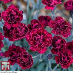 Dianthus 'Odessa Red' -Plants Sales Store DIAN T80274 B