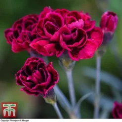 Dianthus 'Odessa Red' -Plants Sales Store DIAN T80274 E
