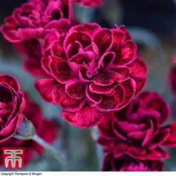 Dianthus 'Odessa Red' -Plants Sales Store DIAN T80274 F